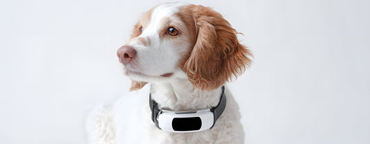 Collier GPS ou AirTag pour chien : quelle solution préférer ?