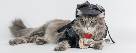 Comment bien choisir un manteau pour son chat ?