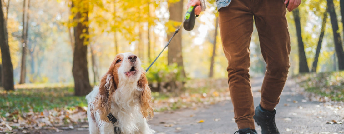 Comment bien choisir une laisse enrouleur pour chien ?