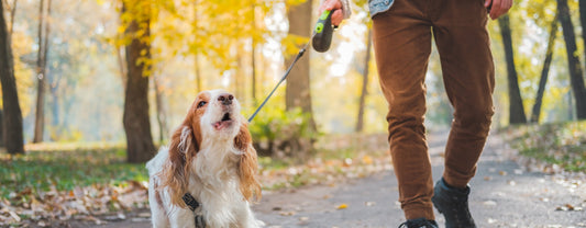 Comment bien choisir une laisse enrouleur pour chien ?
