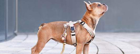 Quel harnais choisir pour un petit chien ?