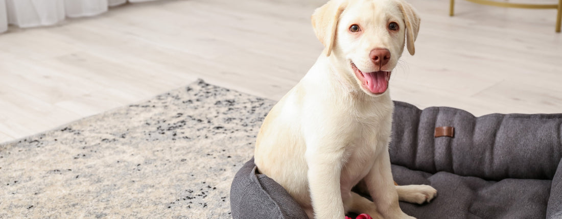 Quelle taille de panier pour un chiot ?