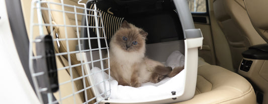 Sac de transport pour chat ou caisse rigide : que choisir ?