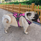 Harnais en Y Confort Total pour Chien – Anti-Traction & Respirant
