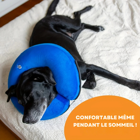 Collier de Récupération Gonflable pour Chiens et Chats