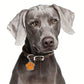 Médaille Patte colorée pour collier de Chien