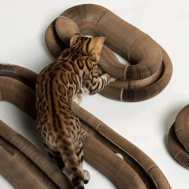 Jouet pliable piste-balle pour chat – Griffoir & divertissement