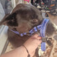 Muselière & Collier Réglable Confort pour Chien