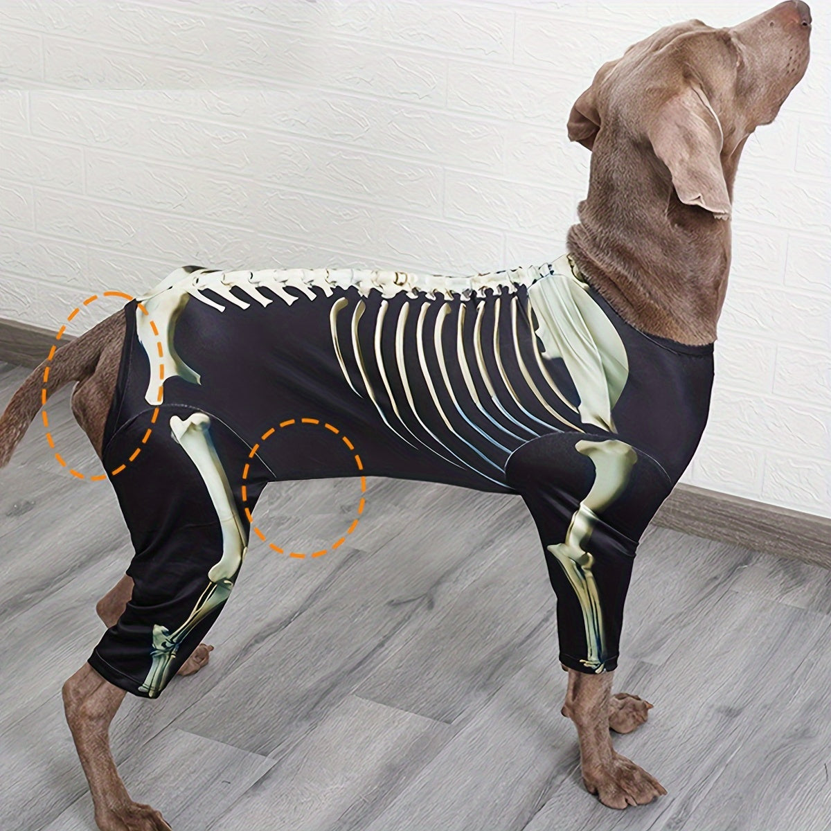 Costume Squelette Halloween pour Chiens