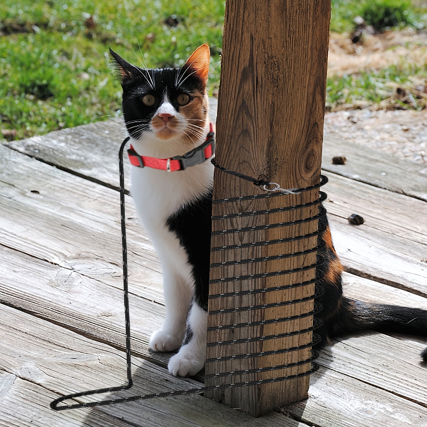 Laisse d’Entraînement Longue pour Chat
