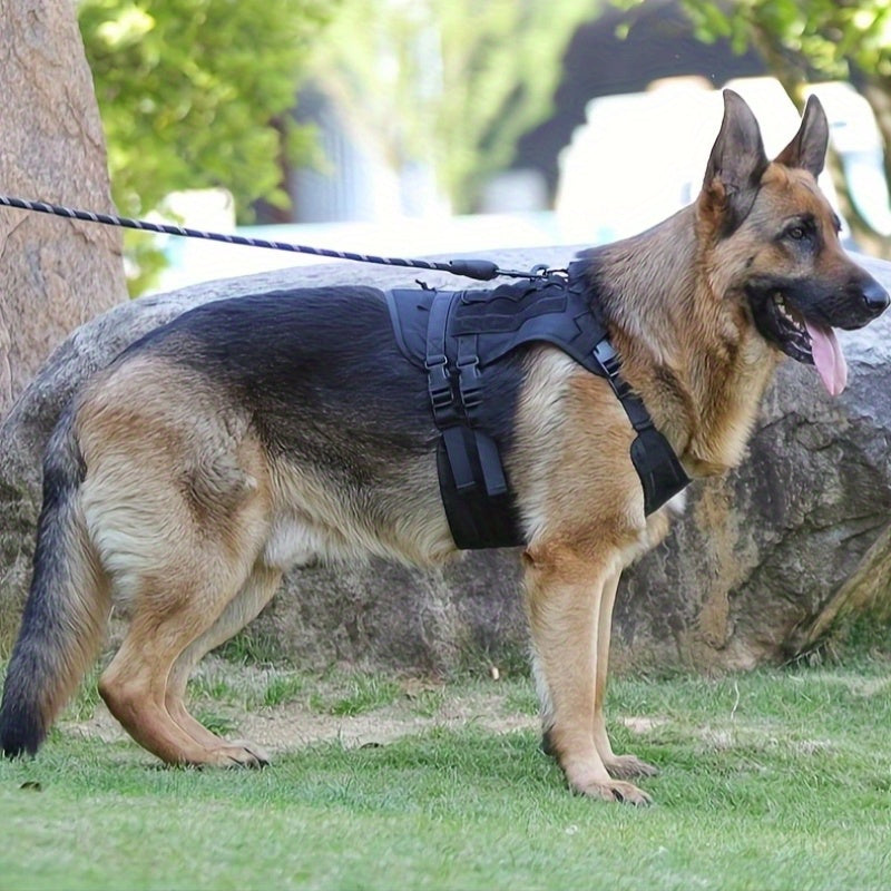 Laisse Corde pour petit, moyen et grand Chien