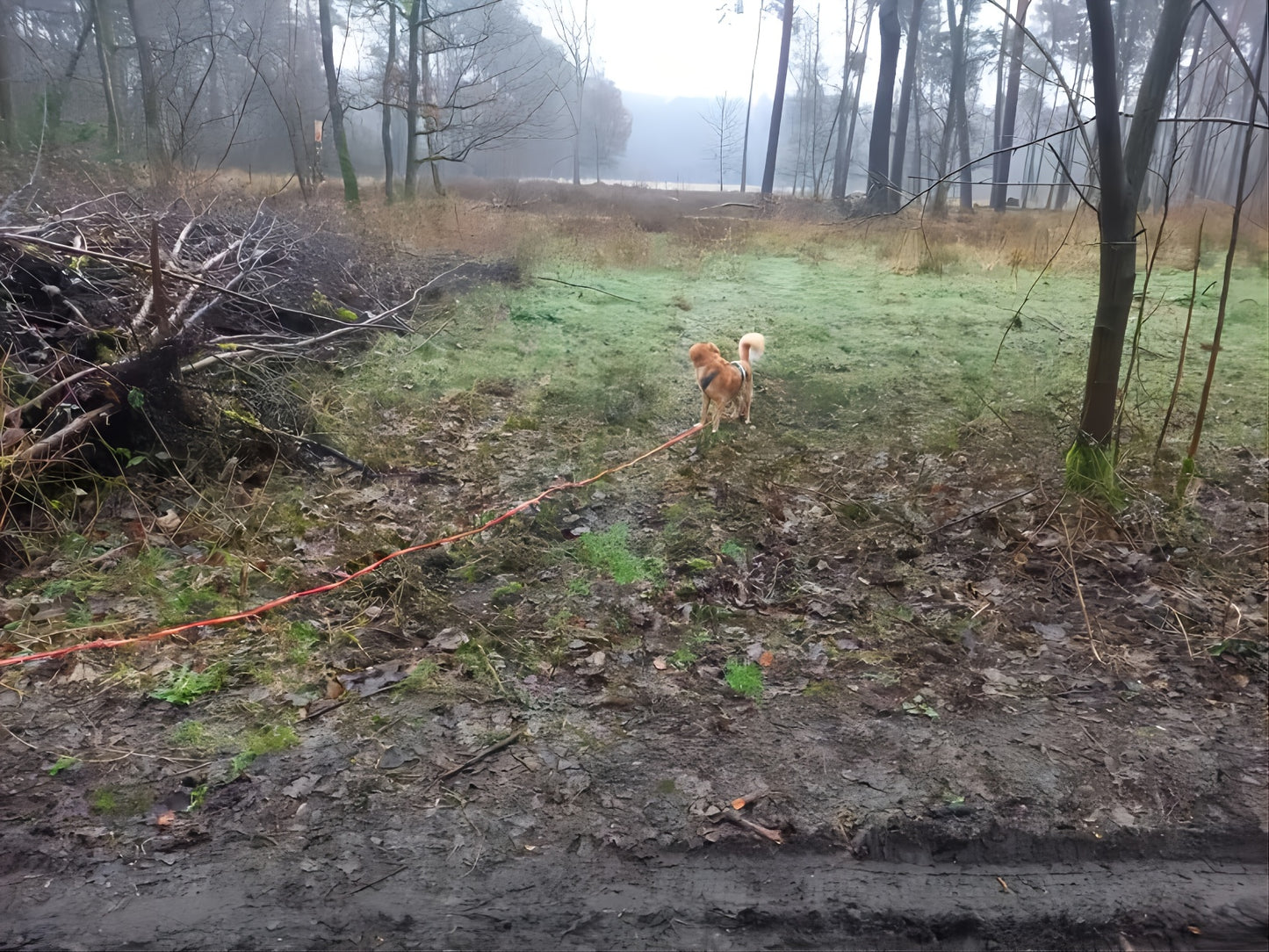 Laisse Imperméable ultra résistante pour Chien