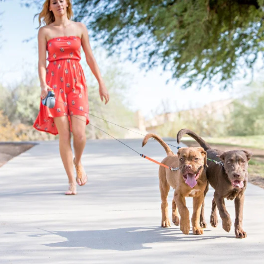 Double Laisse Enrouleur Retractable avec Lanterne pour Chien