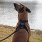 Harnais Gillet Réfléchissant Anti-traction pour Chien
