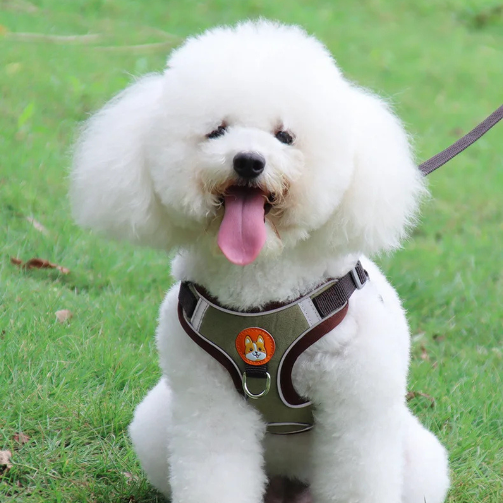 2 en 1 Harnais & Laisse Réfléchissant Anti-traction pour chien