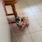 Pack 4-en-1 Harnais et accessoires pour Petit Chien