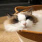 Panier Tressé Confort pour Chat – Design Oreilles & Queue