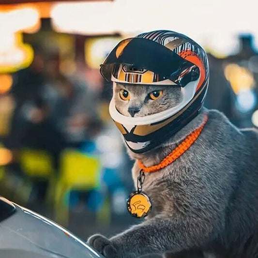Casque Moto pour Chats – Mini Casque en PVC Style Motard