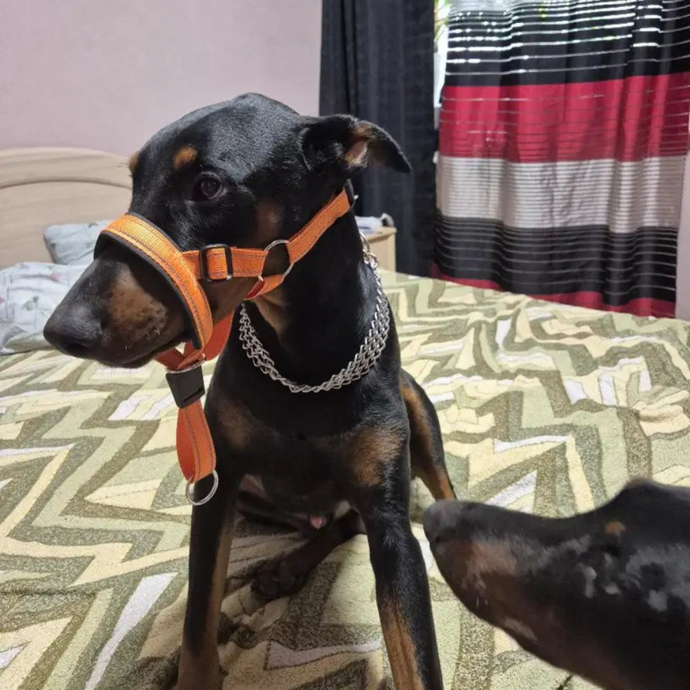Muselière & Collier Réglable Confort pour Chien