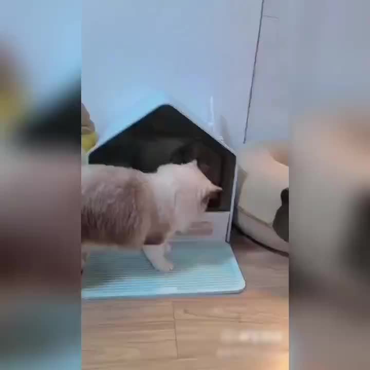 Bac à Litière Fermé avec Tiroir WhiskerWonders