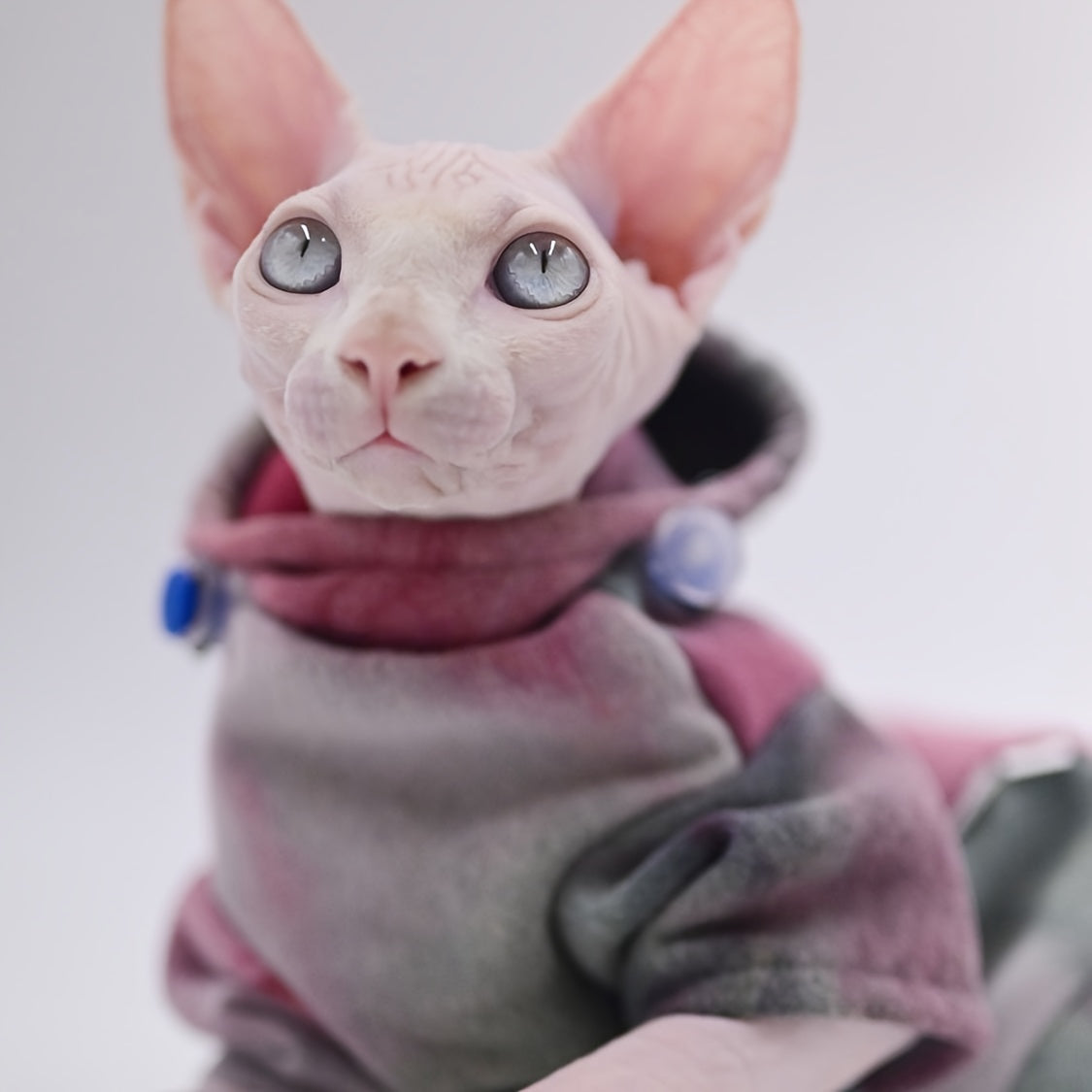 Sweat à Capuche Multicolore pour Chats – Pull Coton Doux