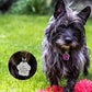 Médaille Patte colorée pour collier de Chien