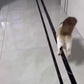 Balle Interactive Électrique pour Chat avec Corde et Modes Lumineux