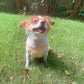 Lunettes Rondes à Strass pour Chats et Chiens
