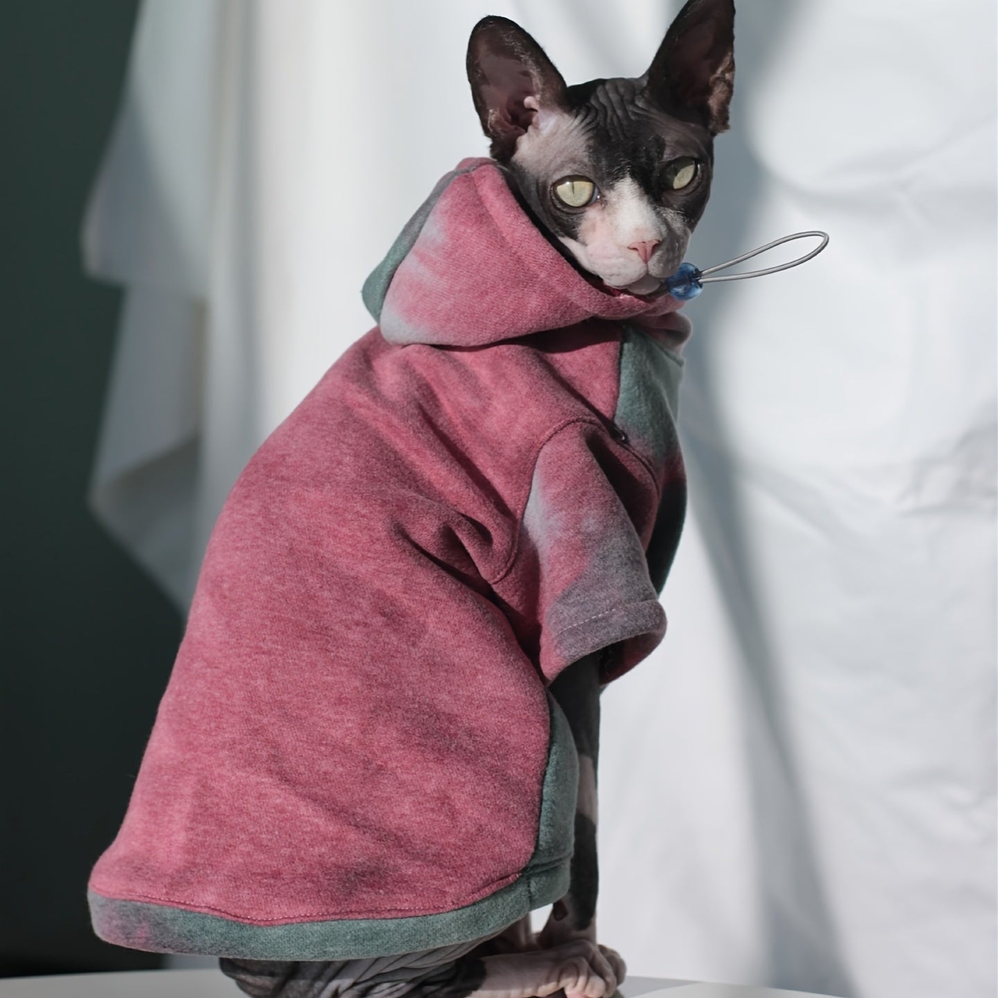 Sweat à Capuche Multicolore pour Chats – Pull Coton Doux