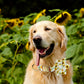Collier Fleuri (fleur amovible) pour Chien