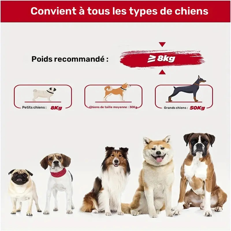 Laisse Mains Libres avec Boucle pour Voiture pour Chien