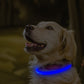 Collier lumineux Neon USB multicolore pour Chien