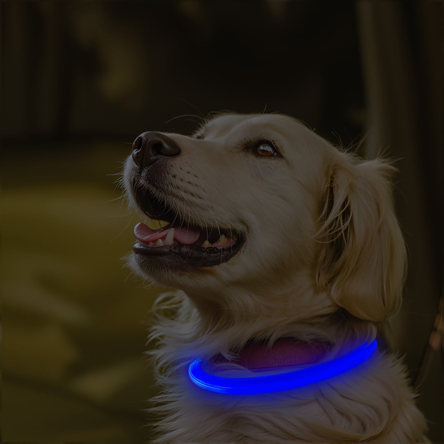 Collier lumineux Neon USB multicolore pour Chien