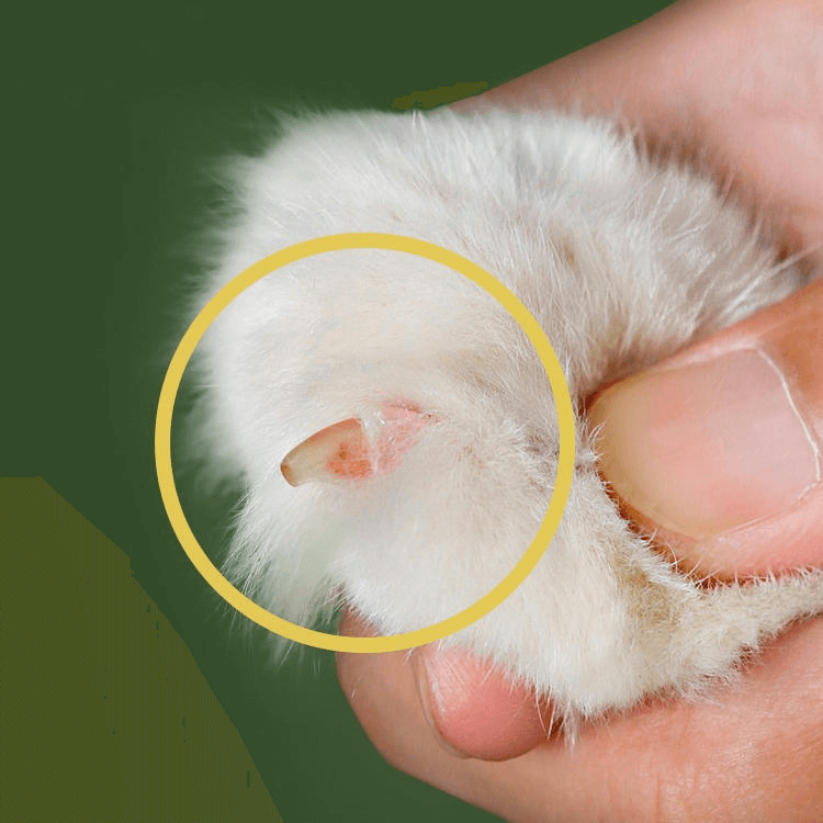 Coupe-griffes ergonomique pour animaux – Précision & sécurité