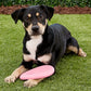 Disque Volant Souple KONG pour Chiens