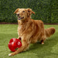 Balle Interactive KONG