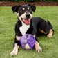 Balle Interactive KONG