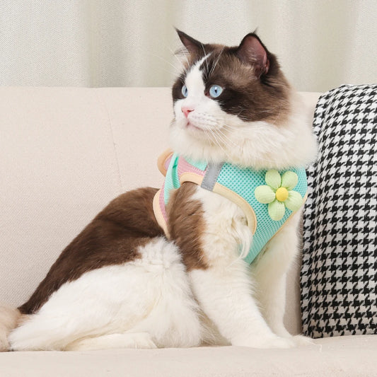 Harnais Bicolore Respirant avec Laisse pour Chats et Petits Chiens