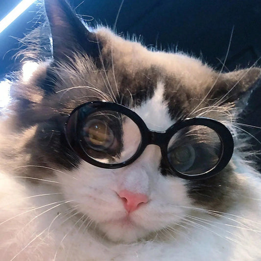 Lunettes Rondes Opaques pour Chats – Accessoire Photo Tendance