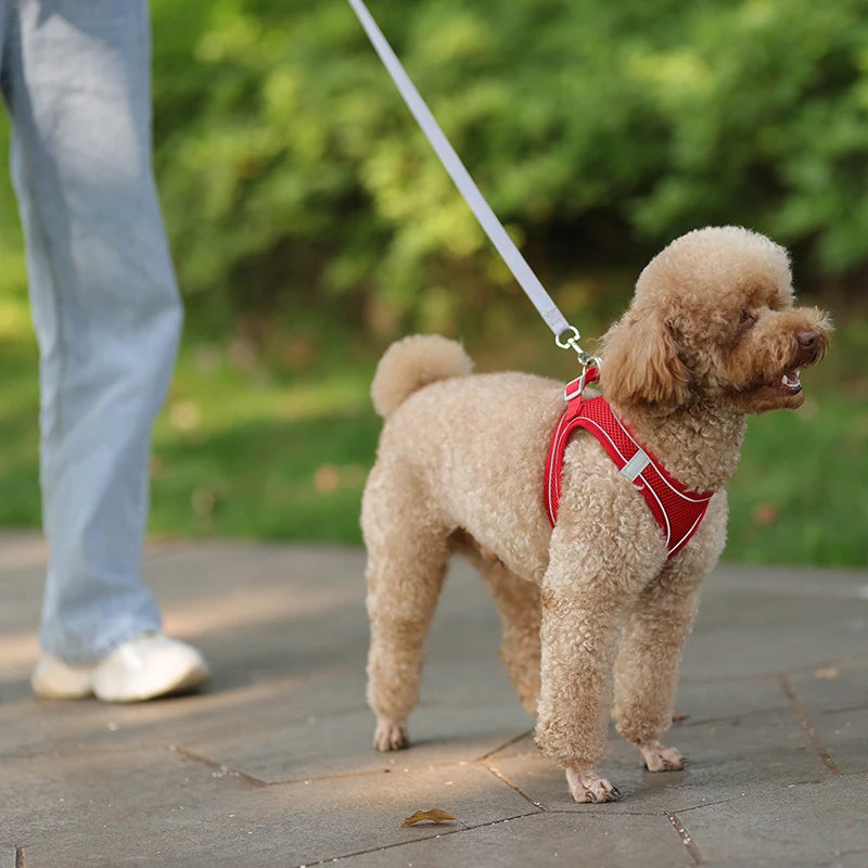 2 en 1 Harnais Réfléchissant + Laisse assortie pour Petit Chien