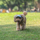 Casquette de Sport Ajustable pour Chien avec Visière et Trous pour Oreilles