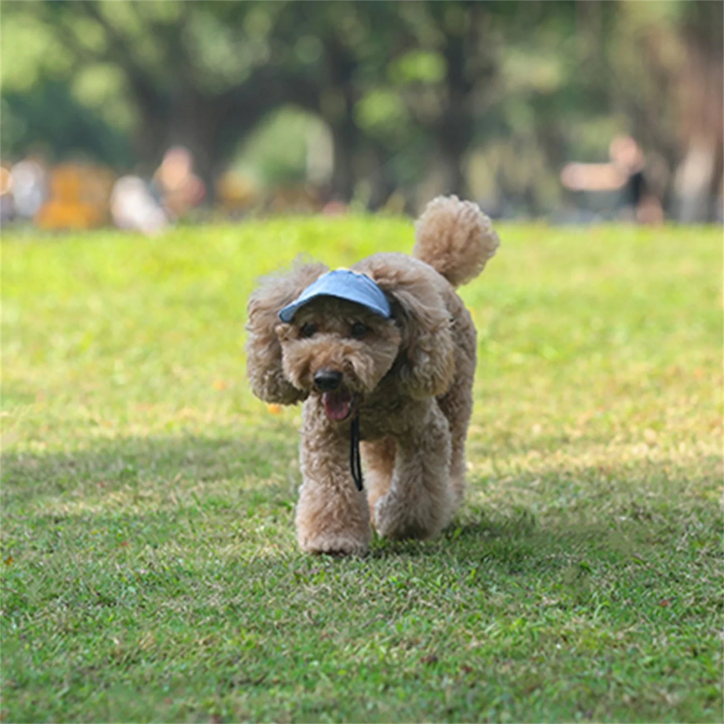 Casquette de Sport Ajustable pour Chien avec Visière et Trous pour Oreilles