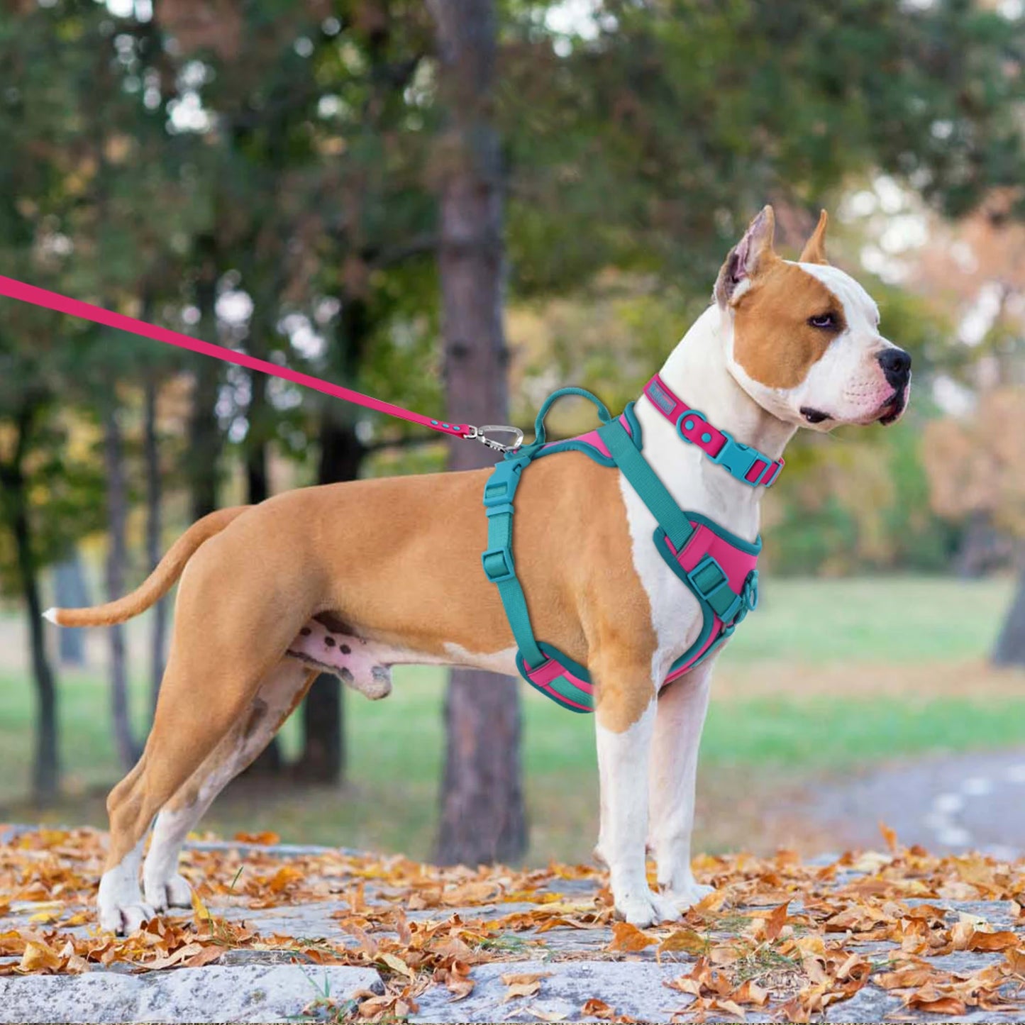 Harnais gilet Anti-traction en H pour Chien