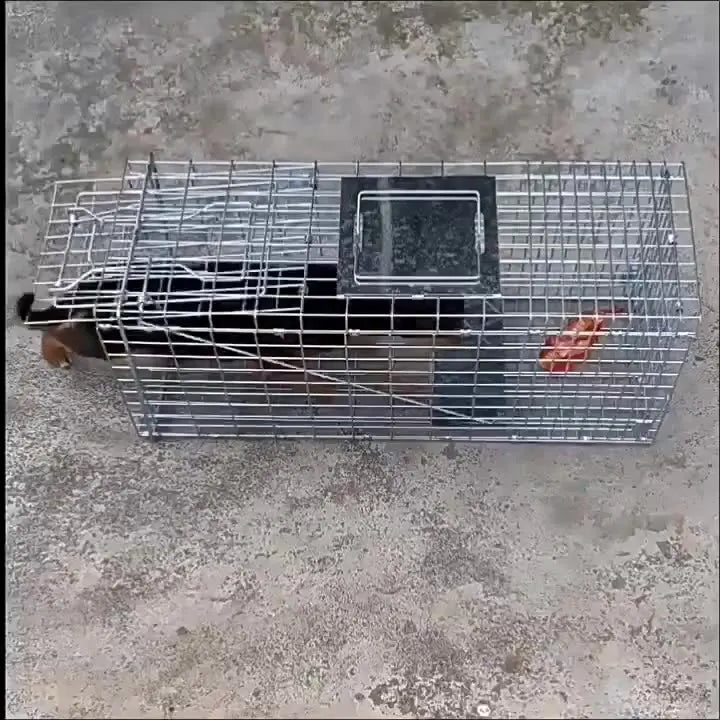 Cage de capture pliable en acier galvanisé pour animaux