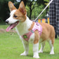 2 en 1 Laisse & Harnais Respirant pour Petit Chien
