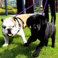 Rallonge Double Anti-Nœud pour Laisse Chien