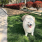 Laisse Double Poignée pour Chien