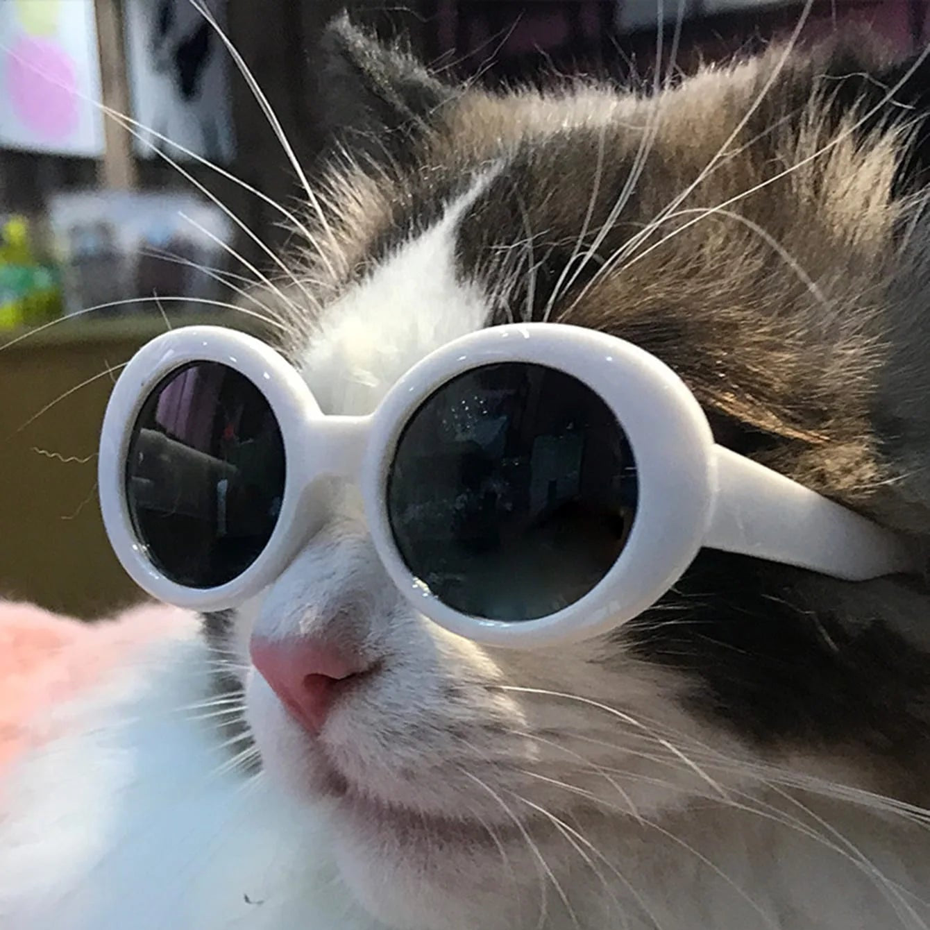 Lunettes Rondes Opaques pour Chats – Accessoire Photo Tendance