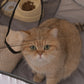 Enclos Pliable avec Tunnel pour Chats et Petits Chiens
