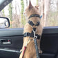 Ceinture de Sécurité Élastique Voiture pour Chien